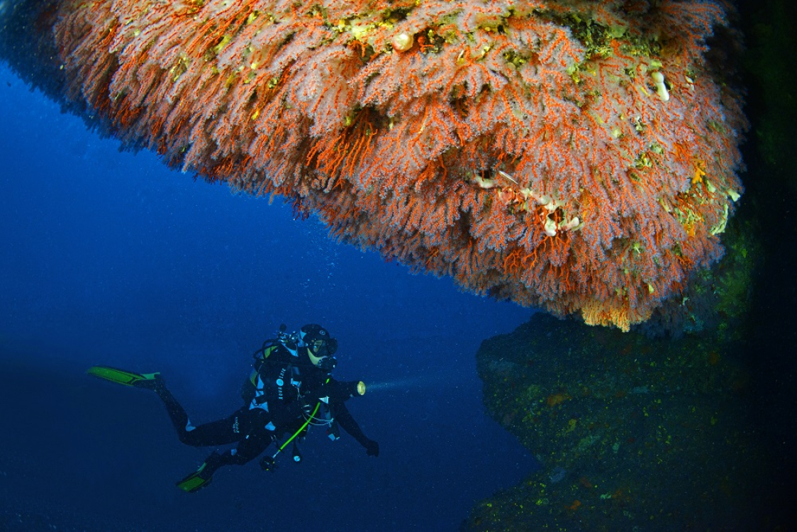 Le corail Corse ©N Barraqué