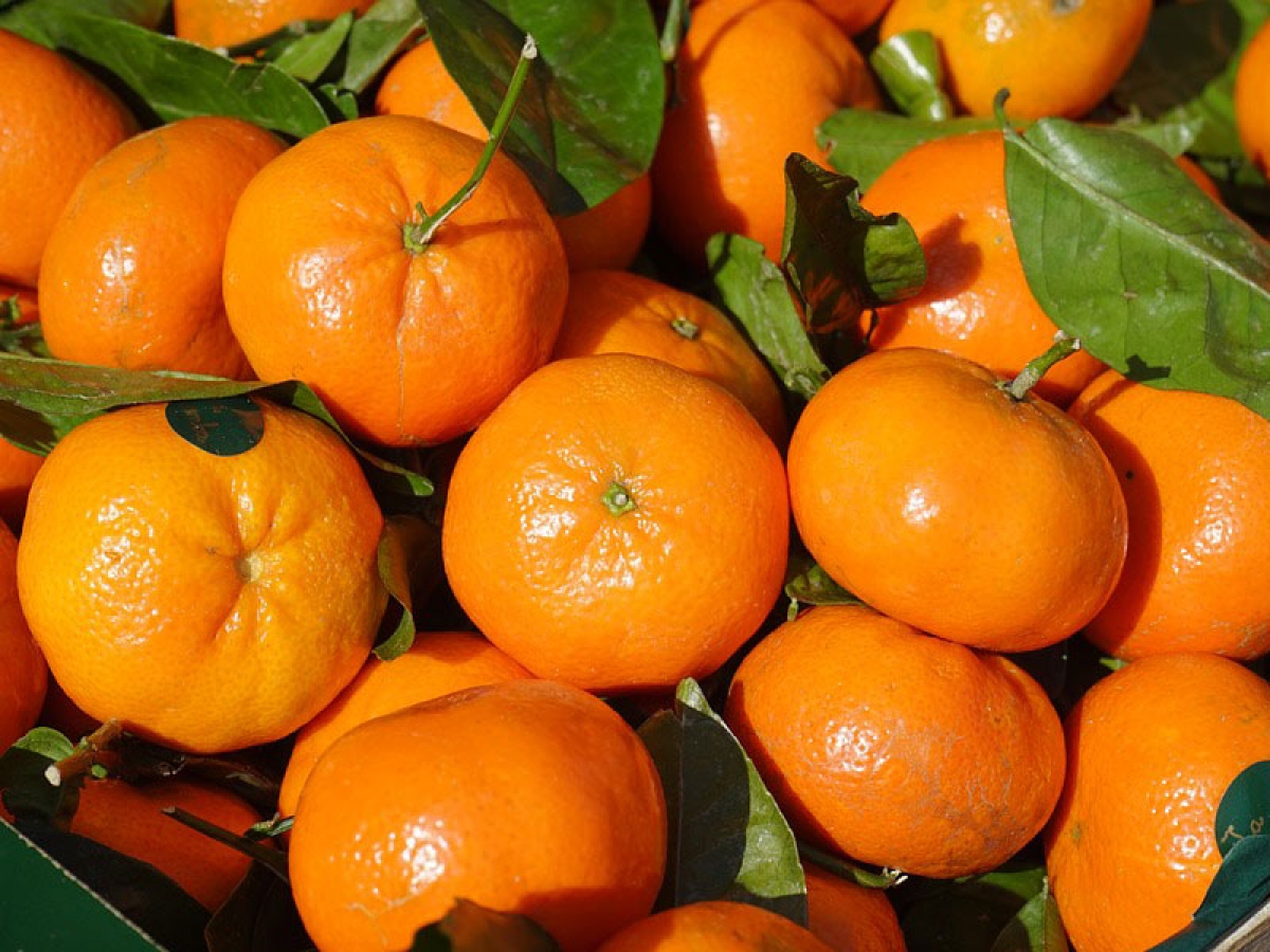 A Unique Flavour The Clementine Corsica Travel And