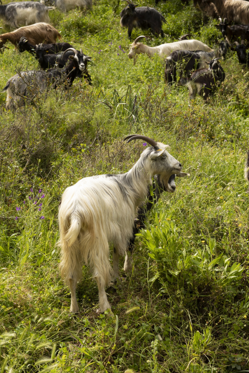 CABRI DE LAIT