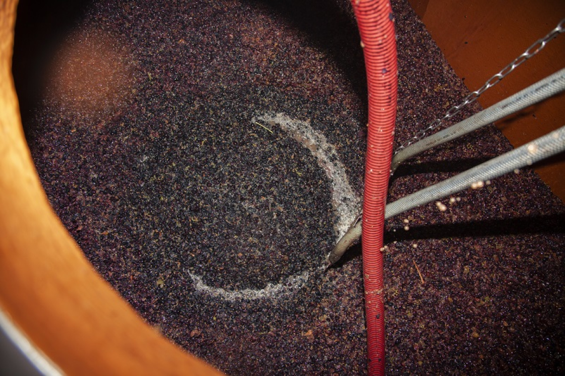 Pays Ajaccien_Ajaccio_Gastronomie_Vin_vignoble_automne_vendanges_Vigne ©ATC-Sylvain Alessandri-291
