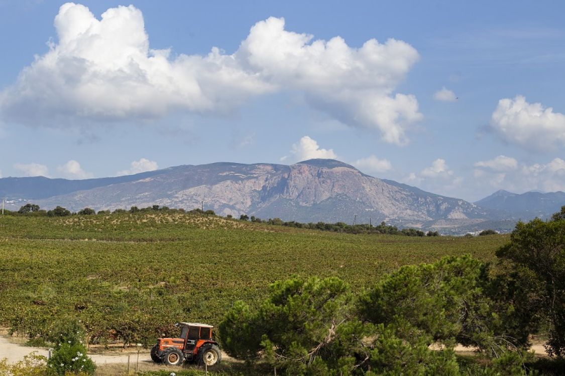 Pays Ajaccien_Ajaccio_Gastronomie_Vin_vignoble_automne_vendanges_Vigne ©ATC-Sylvain Alessandri-314