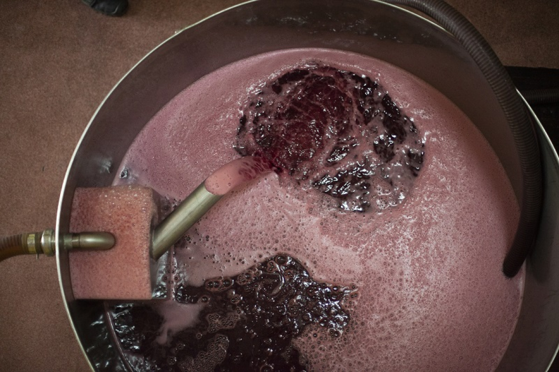 Pays Ajaccien_Ajaccio_Gastronomie_Vin_vignoble_automne_vendanges_Vigne ©ATC-Sylvain Alessandri-321