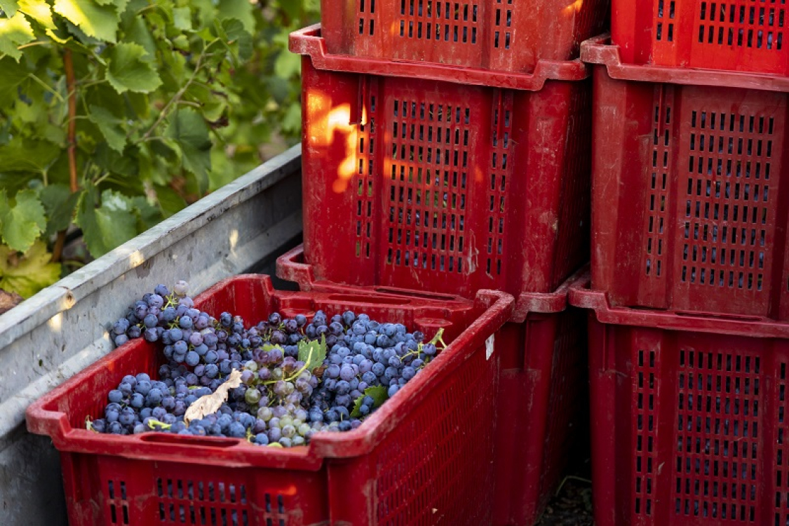 Sud Corse_Patrimoine_Vignes_Vin_Vendanges ATC-Sylvain Alessandri39