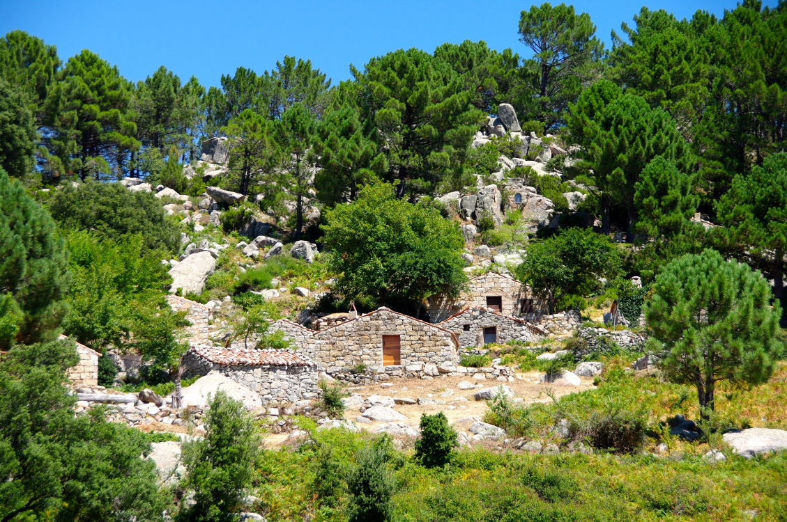bergeriesdebitalzaistintuFotoliaredim
