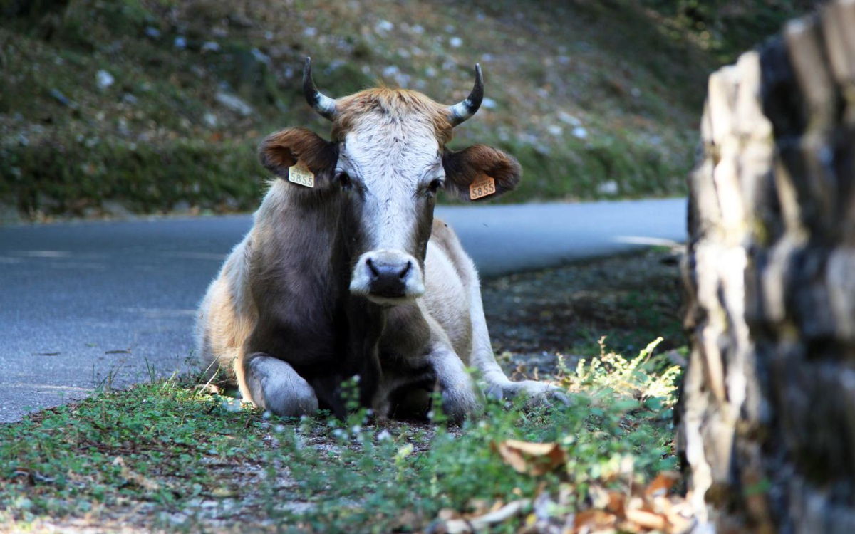 ATCS.Alessandrilavachedecastagniccia1