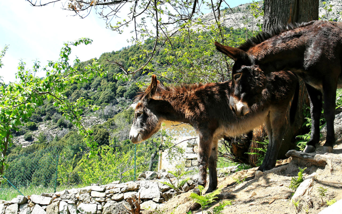 pano10_niv2