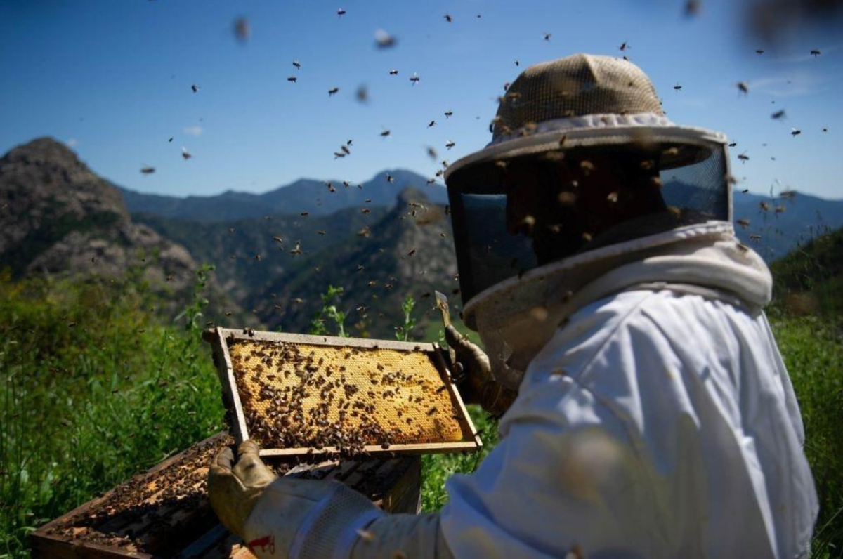 Apiculteur du Jardin des Abeilles ©ATC