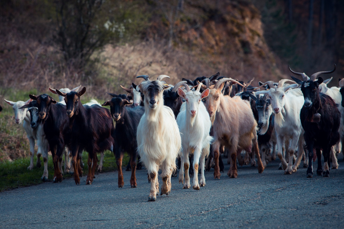 Troupeau de chèvres corses ©ADOBESTOCK