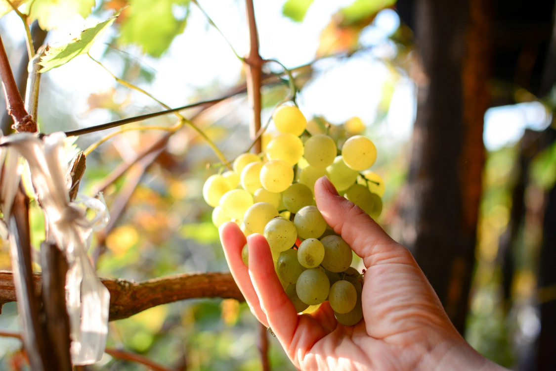 Parmi les pépites viticoles Corse le Muscateddu est unique en son genre ©adobestock