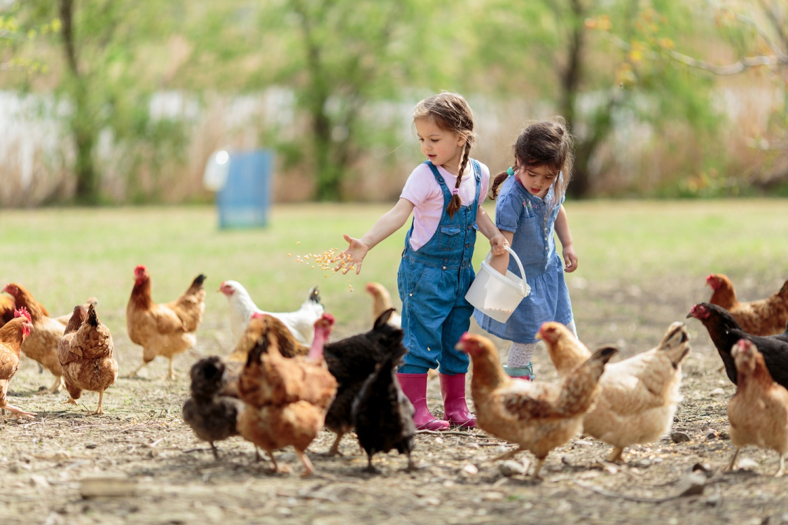 Photo of two little girls feeding grain to chickens ©adobe stock
