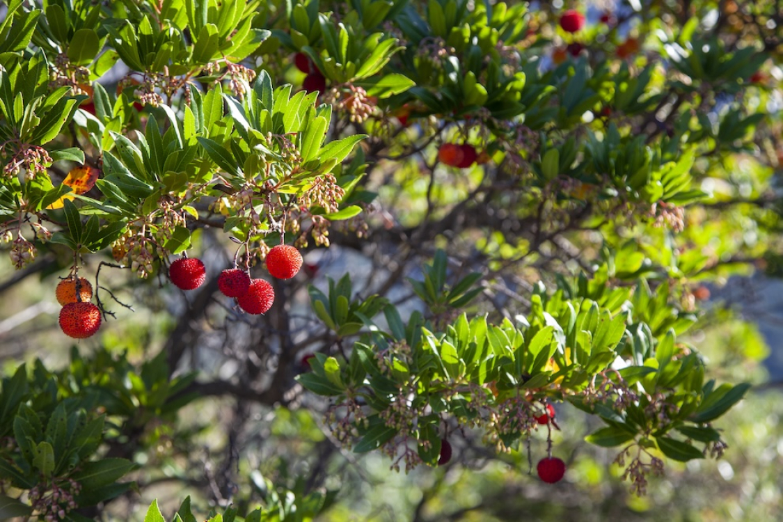Les Arbouses du maquis, trésors rouges de Corse © Sylvain Alessandri / ATC