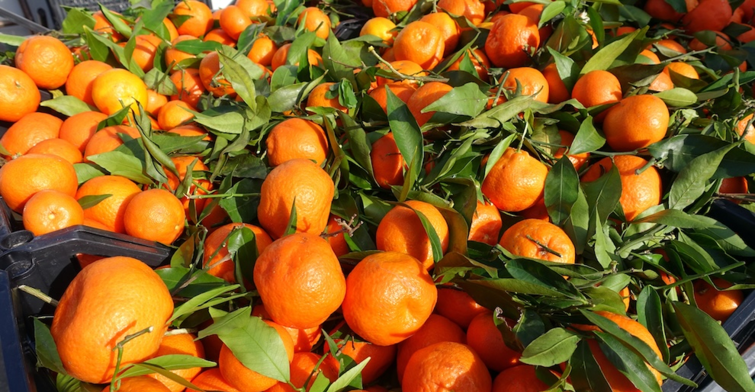 De Corsicaanse clementine met BGA-keurmerk, verkocht op markten aan de kust. © adobestock