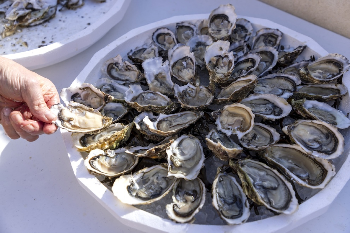 Déguster des huitres délicieuses corses ©ATC- Sylvain Alessandri 