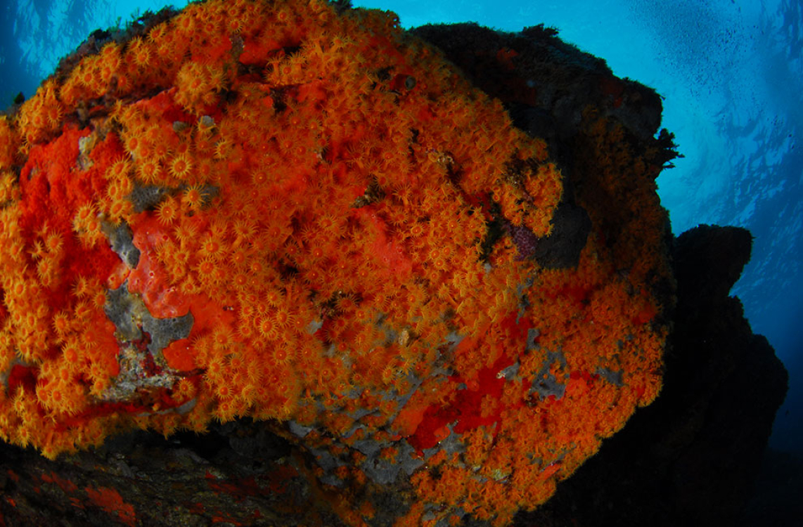 “Krustige” Seeanemone im Unterwassercanyon von Revellata ©Turtle prod