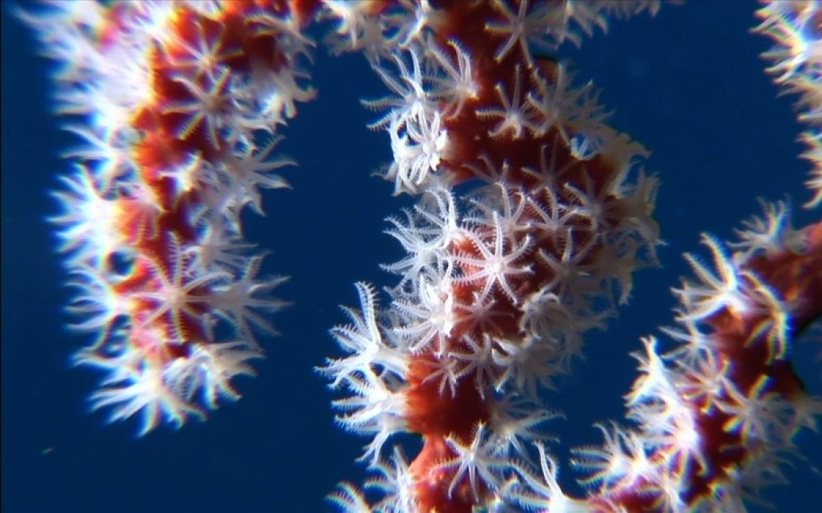 CORAIL