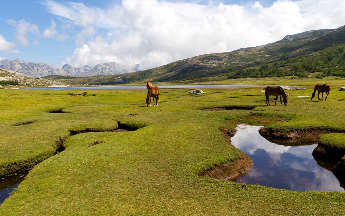 Horses roaming free in the Corsican pozzines ©ADOBE STOCK