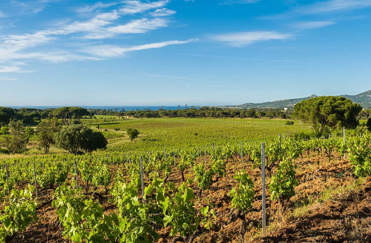 Champs de vignes sur la route des vins corses