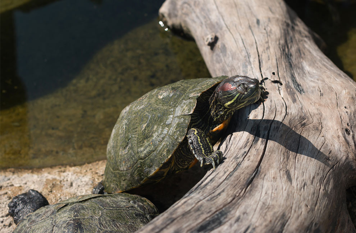 Découvrez en famille des parcs animaliers en Corse