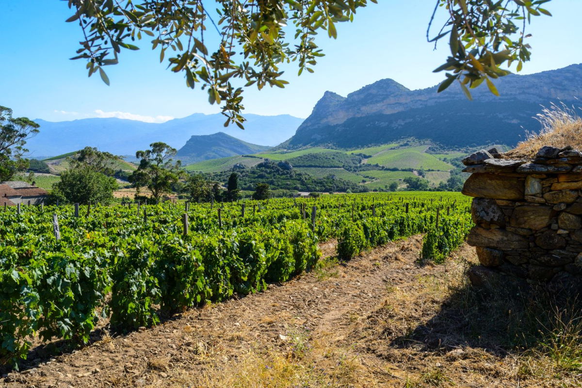 Vignoble en Corse au creux des montagnes ©adobe stock
