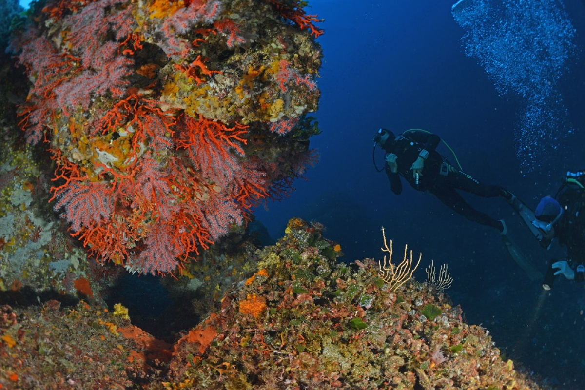 Plongée Corse Campomoro Corse ©Nicolas Barraqué