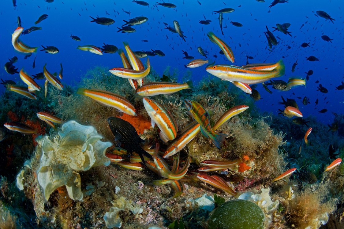 Plongée Corse girelles ©Nicolas Barraqué