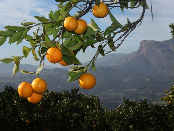 La Clémentine corse et ses jolies feuilles ©ATC-S.ALESSANDRI