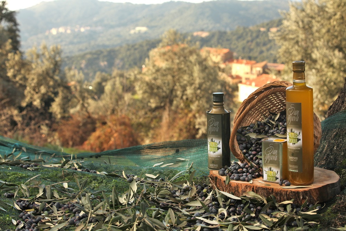 La récolte des olives ©ATC
