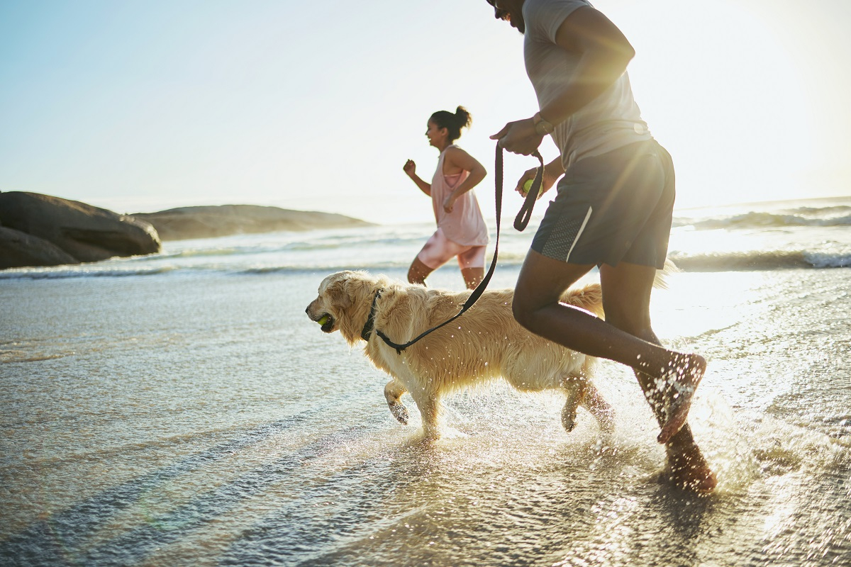 Balade avec un Golden Retriever en laisse sur la plage.