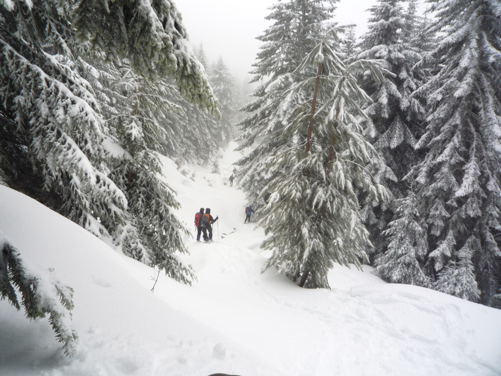 neige et sapins