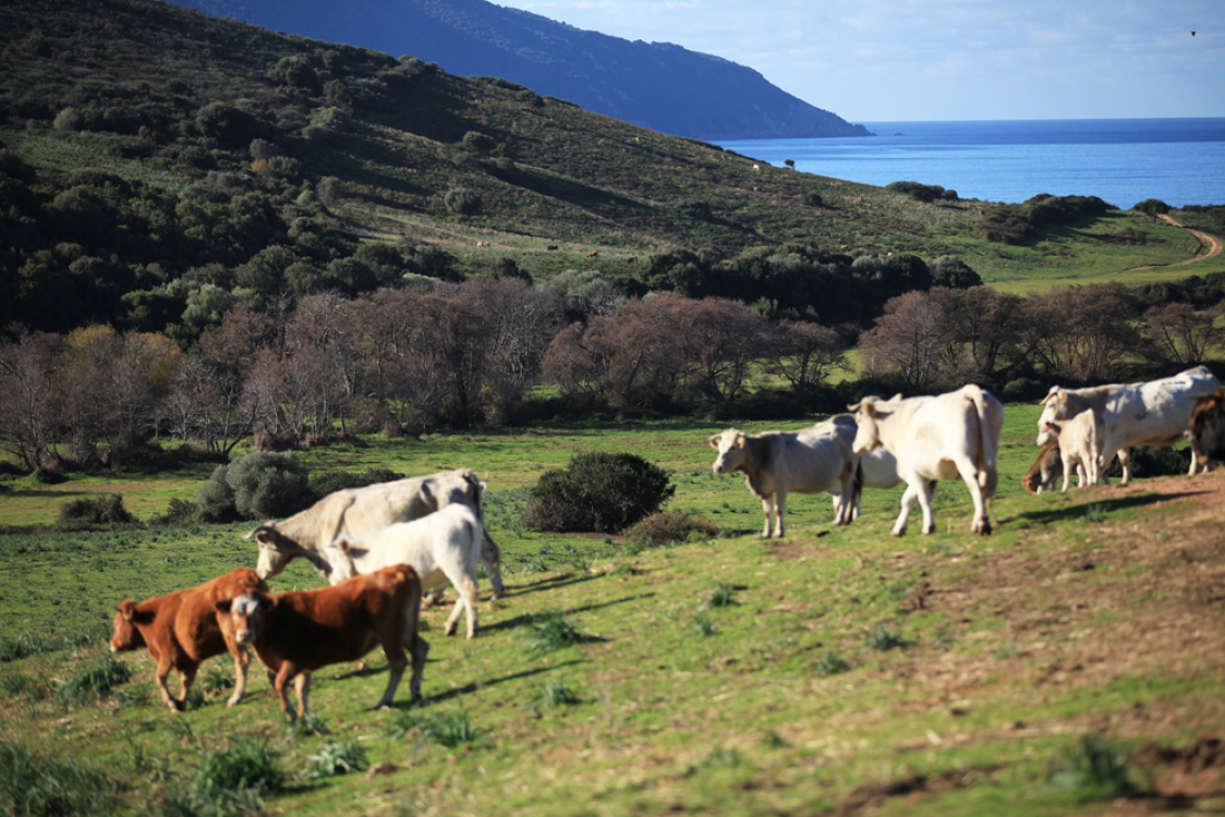 Golfe de Lava avec vaches