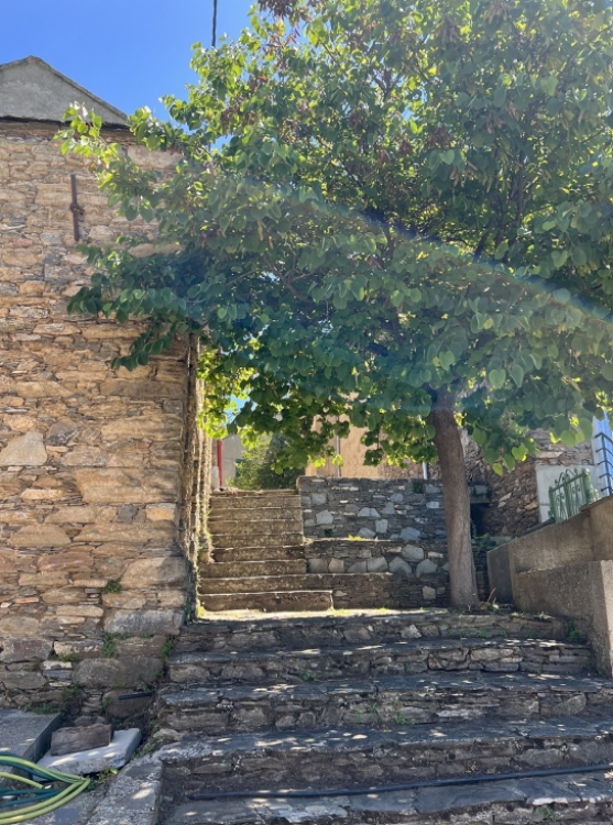 arbrecastelacciu