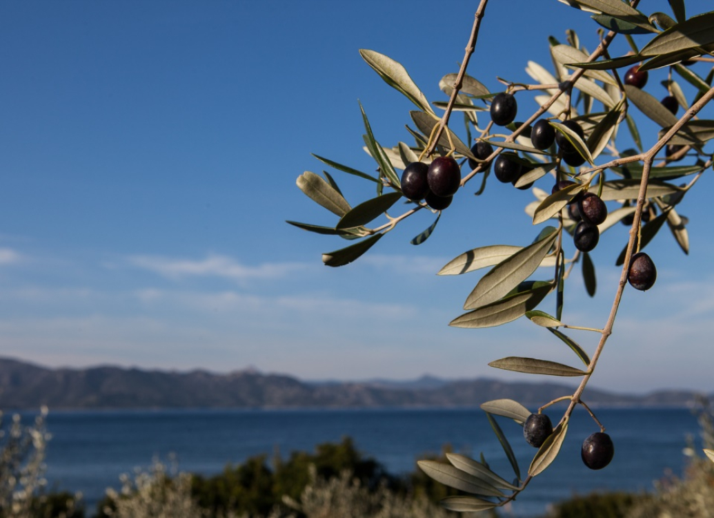 huile-olives-foire-gastronomie-corse