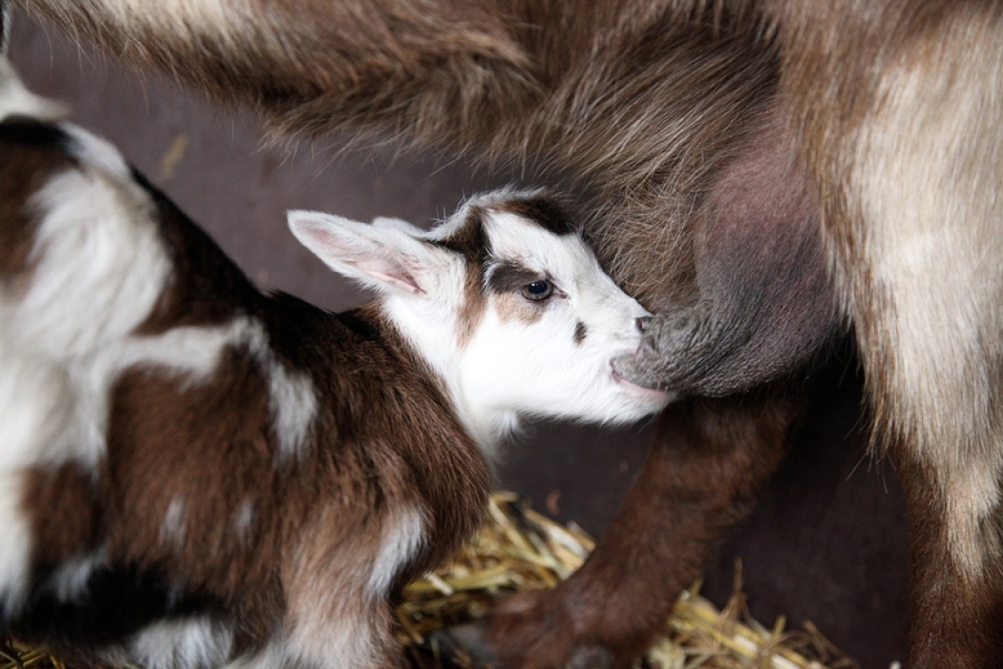 Route des sens authentiques Corse