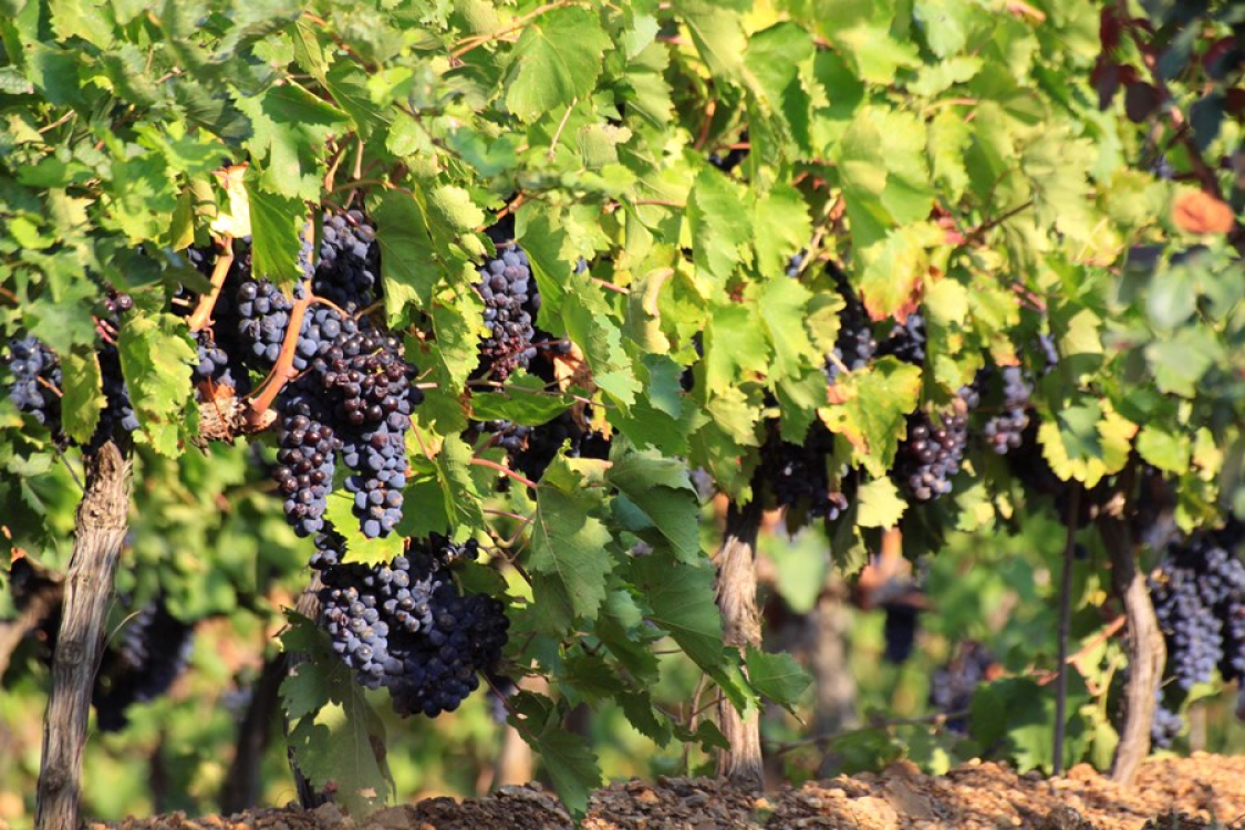 Route des sens authentiques Corse