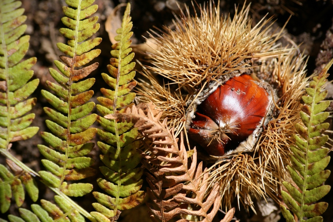 Route des sens authentiques Corse