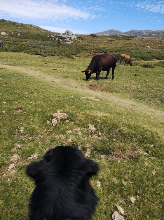 corse_quenza_cuscionu6