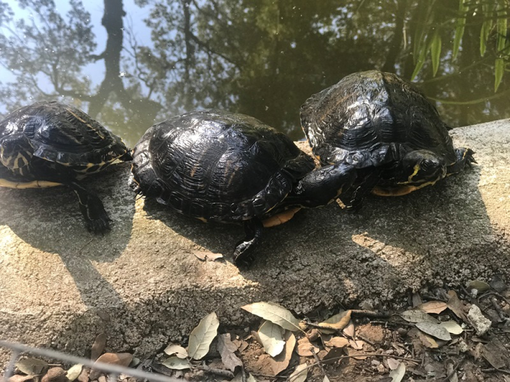 cupulatta-parc-animalier-ajaccio