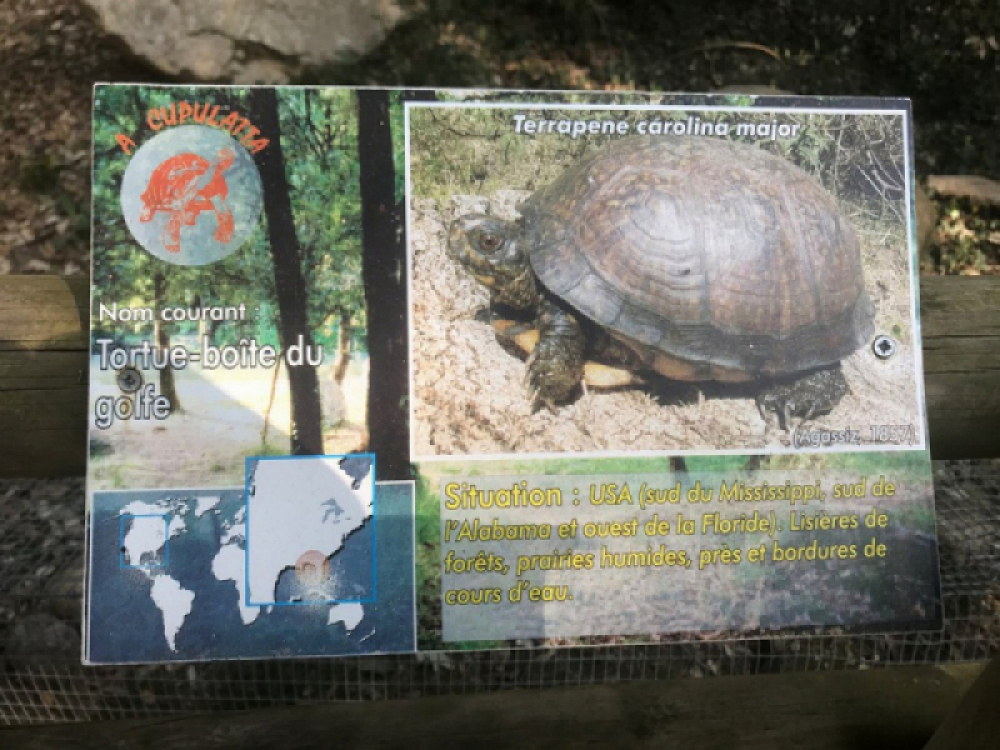 tortue-parc-animalier-ajaccio-cupulatta