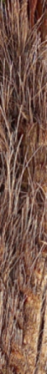 Lemmon yoga 1
