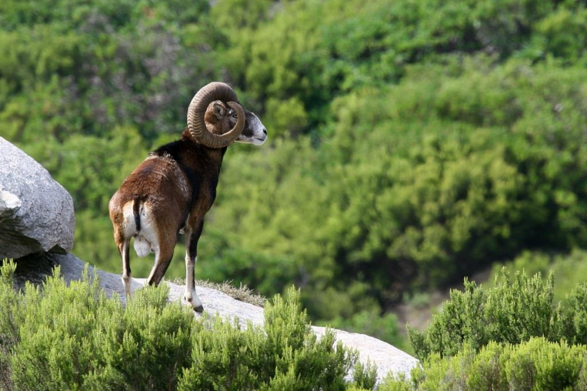 mouflon de corse ©Maurizio loi-fotolia