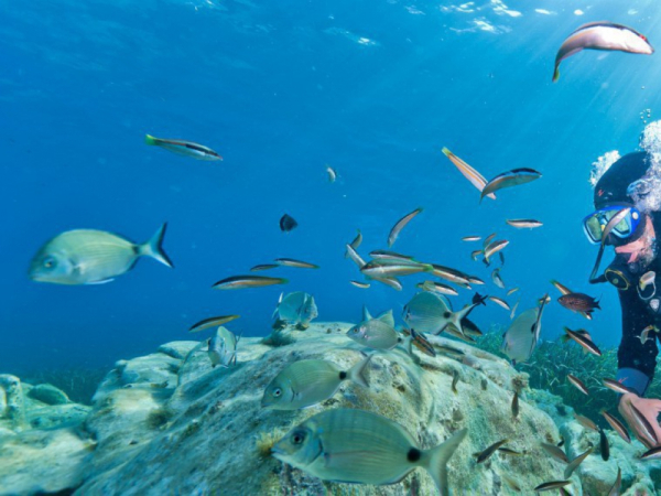 Plongée sous marine