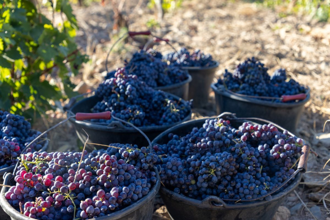 Vignobles dans la région de Patrimonio ©ATC S.ALESSANDRI
