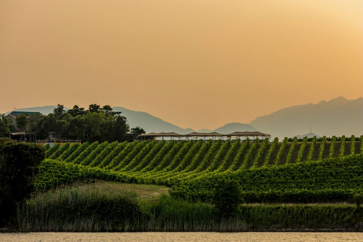 Vignoble corse ©atc Sylvain Alessandri