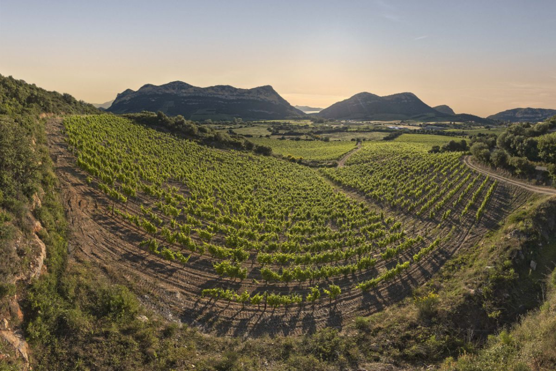Vignobles dans la région de Patrimonio ©Stéphane Compoint Onlyfrance